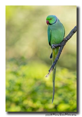 Halsbandparkiet - Rose-ringed Parakeet
