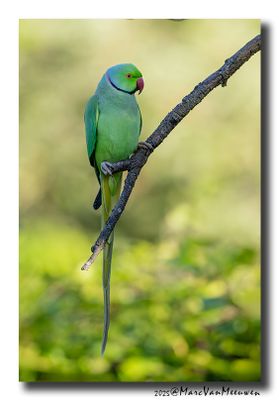 Parakeets