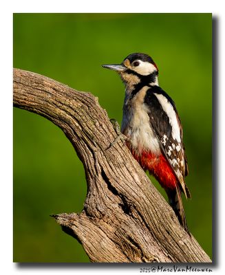 Grote Bonte Specht - Great Spotted Woodpecker