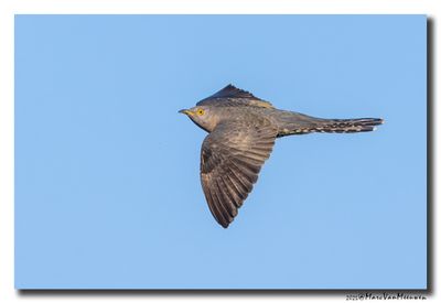 Koekoek - Cuckoo
