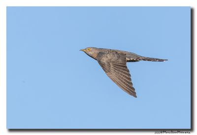 Koekoek - Cuckoo