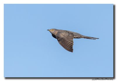Koekoek - Cuckoo