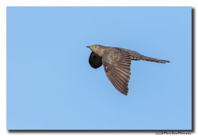 Koekoek - Cuckoo