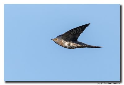 Koekoek - Cuckoo