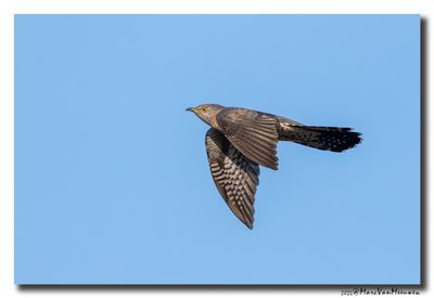 Koekoek - Cuckoo