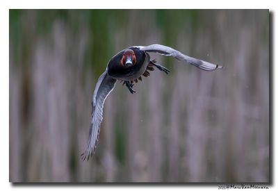 Tafeleend - Pochard