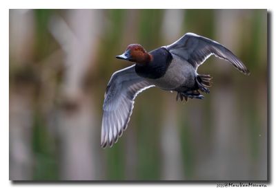 Tafeleend - Pochard