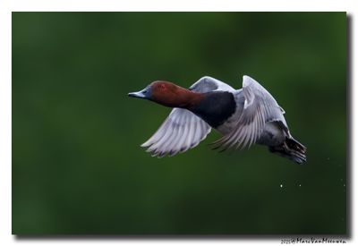 Tafeleend - Pochard