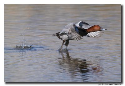 Tafeleend - Pochard