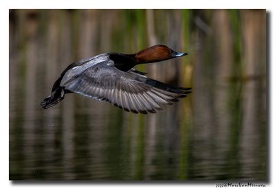 Tafeleend - Pochard