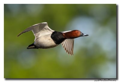 Tafeleend - Pochard