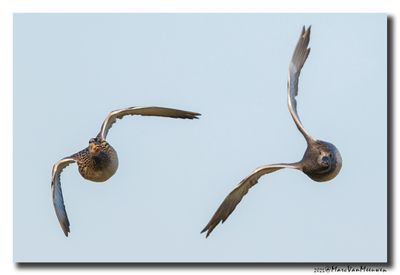 Krakeend - Gadwall