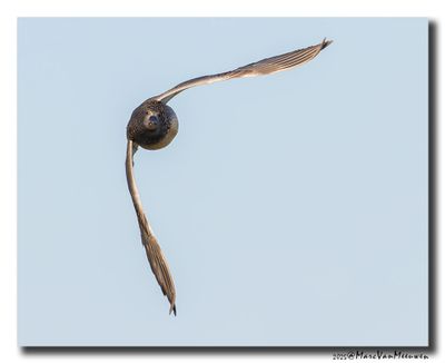 Krakeend - Gadwall