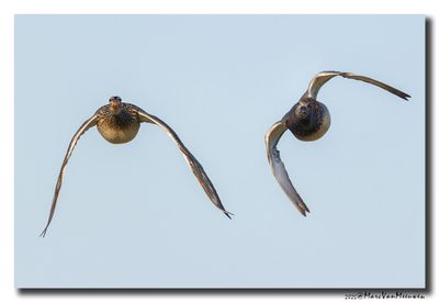Krakeend - Gadwall