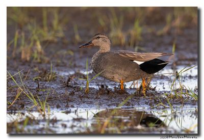 Krakeend - Gadwall