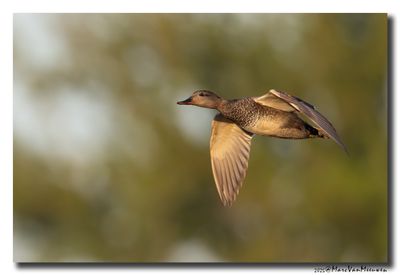 Krakeend - Gadwall