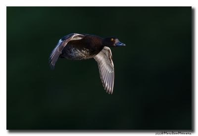 Kuifeend - Tufted Duck