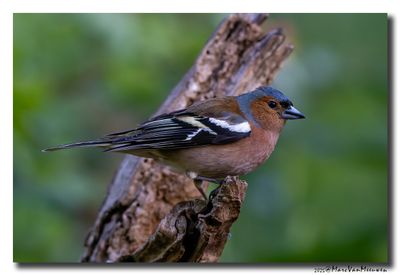 Vink - Chaffinch