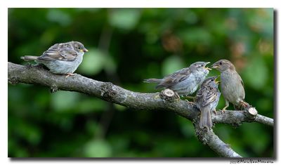 Huismus - House Sparrow