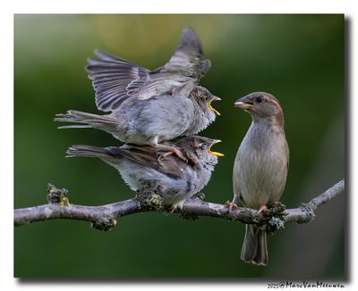 Huismus - House Sparrow