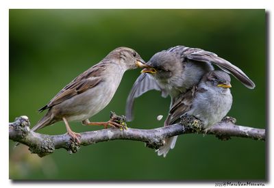 Huismus - House Sparrow