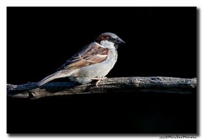 Huismus - House Sparrow