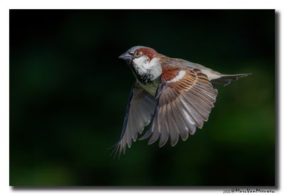 Huismus - House Sparrow