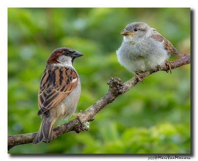 Huismus - House Sparrow