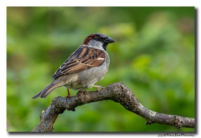Huismus - House Sparrow