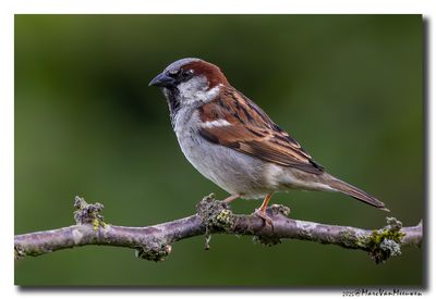 Huismus - House Sparrow