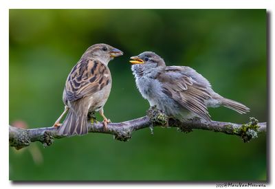 Huismus - House Sparrow