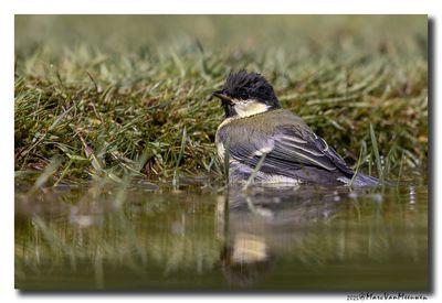 Koolmees - Great Tit