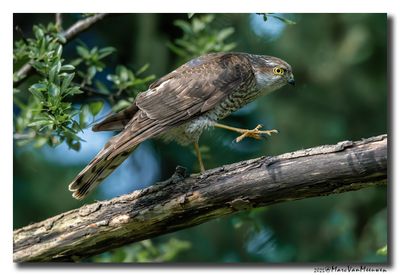 Sperwer - Sparrowhawk