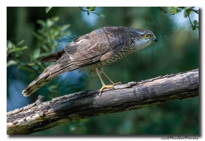 Sperwer - Sparrowhawk