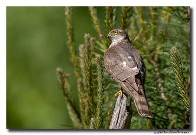 Sperwer - Sparrowhawk