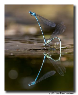 Azuurwaterjuffer