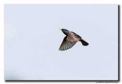 Spreeuw - Starling