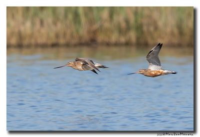Rosse Grutto - Bar-tailed Godwit