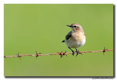 Tapuit - Northern Wheatear