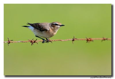 Tapuit - Northern Wheatear