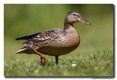 Wilde Eend - Mallard  