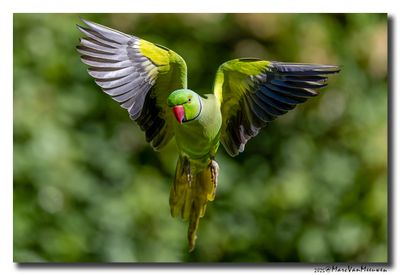 Halsbandparkiet - Rose-ringed Parakeet