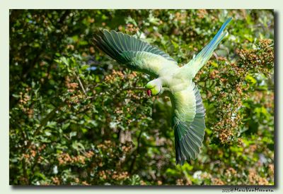 Halsbandparkiet - Rose-ringed Parakeet
