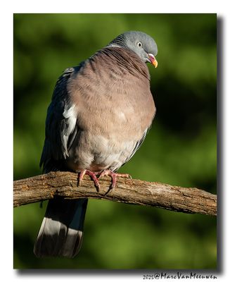 Houtduif - Wood Pigeon
