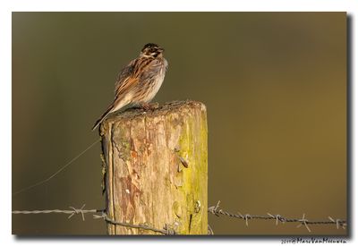 Rietgors - Reed Bunting