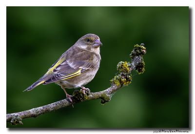 Groenling - Greenfinch