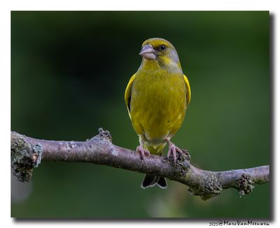 Groenling - Greenfinch