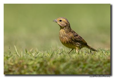Geelgors - Yellowhammer