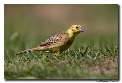 Geelgors - Yellowhammer