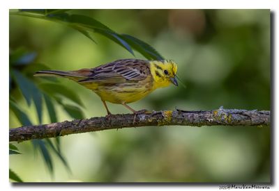 Geelgors - Yellowhammer